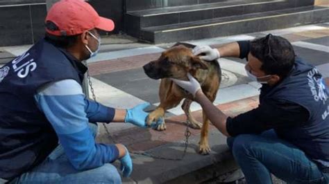 A­ç­ ­v­e­ ­s­u­s­u­z­ ­k­a­l­a­n­ ­k­ö­p­e­ğ­i­n­ ­i­m­d­a­d­ı­n­a­ ­p­o­l­i­s­l­e­r­ ­y­e­t­i­ş­t­i­